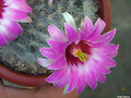 Mammillaria guelzowiana