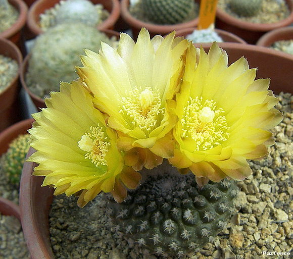 Eriosyce odieri longirapa1