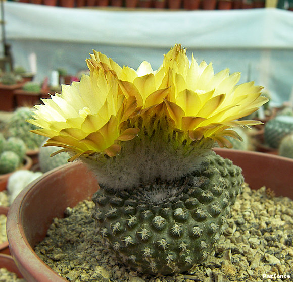 Eriosyce odieri longirapa2