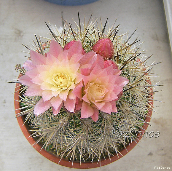 Eriosyce chilensis albidiflora