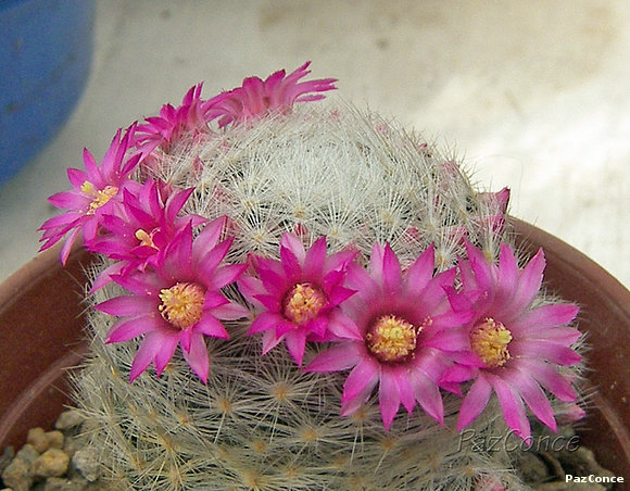 Mammillaria laui dasyacantha