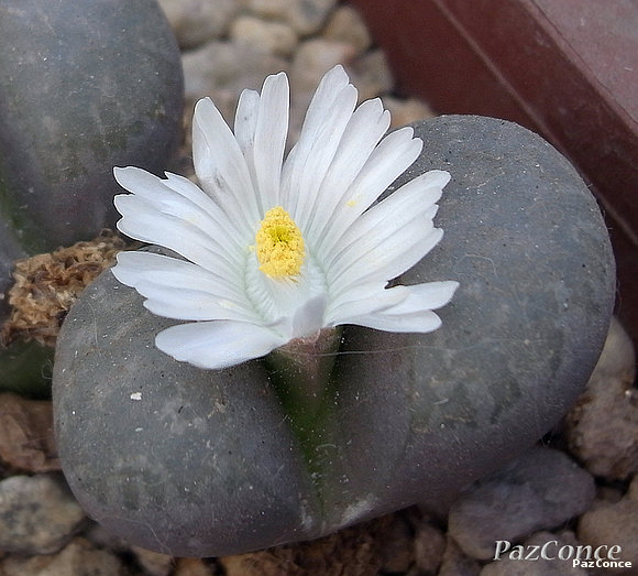 Lithops
