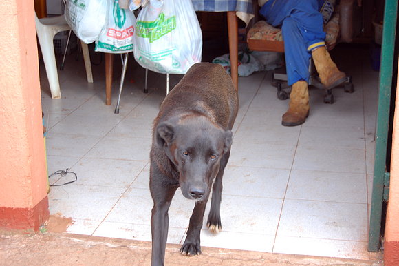 TENAGUA