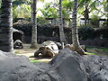 ISLA DE TENERIFE