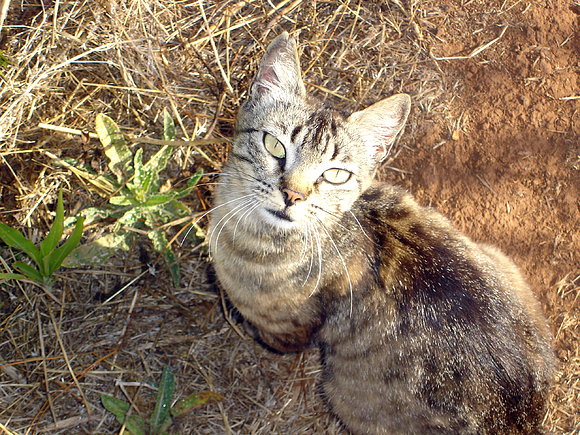 PUNTALLANA