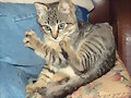 mi gatito