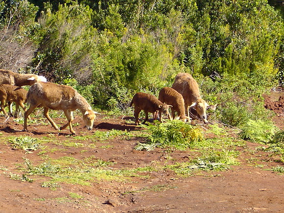 ISLA DE LA PALMA,CANARIAS