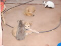 perros y gatos,como hermanos