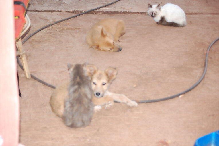 perros y gatos,como hermanos
