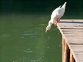 Pato al Agua