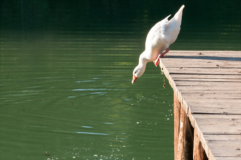 Pato al Agua