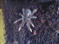 theraphosa