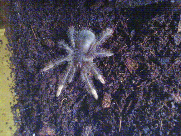 theraphosa