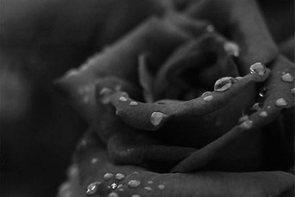 Black rose