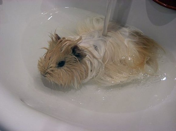 inka bañandose