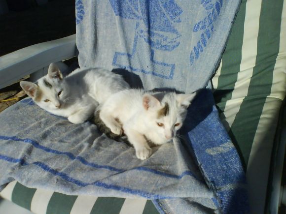 Miki y Nala siempre en mi corazon...