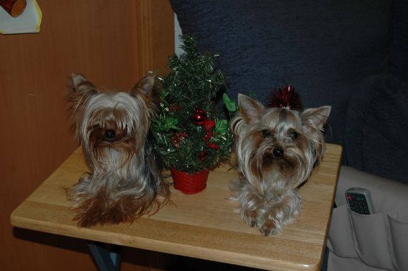 Navidad, navidad....