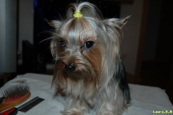 Chispa