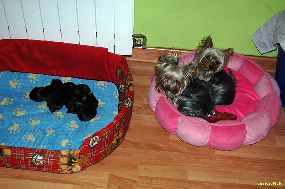 Los papis vigilando....