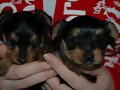 Gordi y peke juntitos