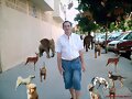 cuanto animal suelto