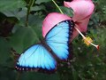 Mi aficion por las mariposas...