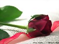 Feliz Dia de Sant Jordi^^