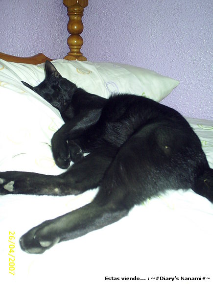 Mi gato Salem >.<!