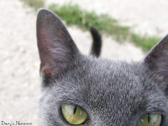 Neko say... Meu! =D
