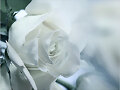 A flower day...