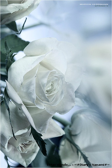 A flower day...