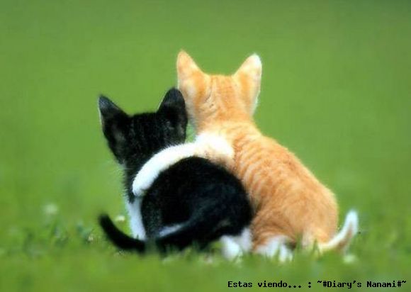 Te quiero mucho paiper^^