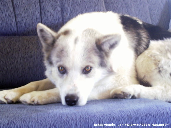 Lobo TT_________TT