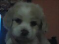 Mi perro blanco
