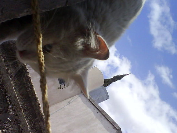 un gato chismoso :3