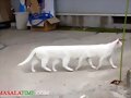 GATO BLANCO CON VARIAS PATAS