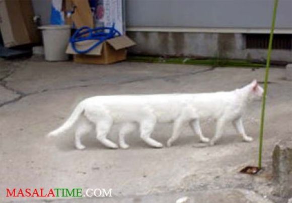 GATO BLANCO CON VARIAS PATAS