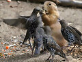 Ardilla y aves peleando por comida