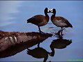 animales