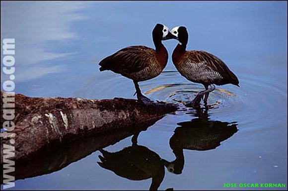animales