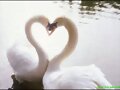 animales