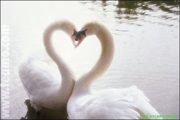 animales