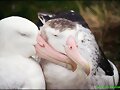 animales