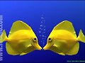 animales