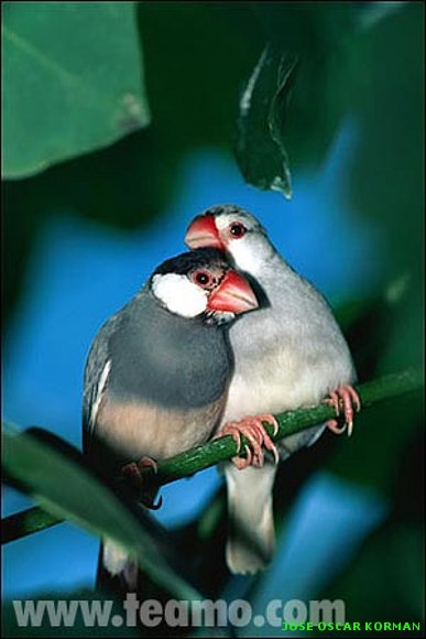 animales