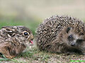 Hedgehog Doesn&#146;t Trust Bunny
