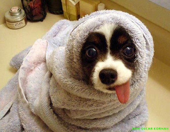 La foto del día