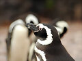 Ping&uuml;inos magall&aacute;nicos - Camarones
