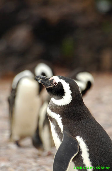 Pingüinos magallánicos - Camarones