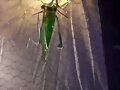 Lamparas de insectos